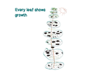 Every Leaf Shows Growth by Reya Dossa
